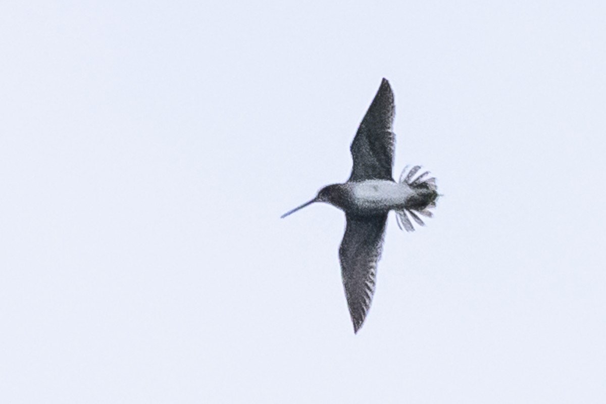 Pantanal Snipe - ML627569244