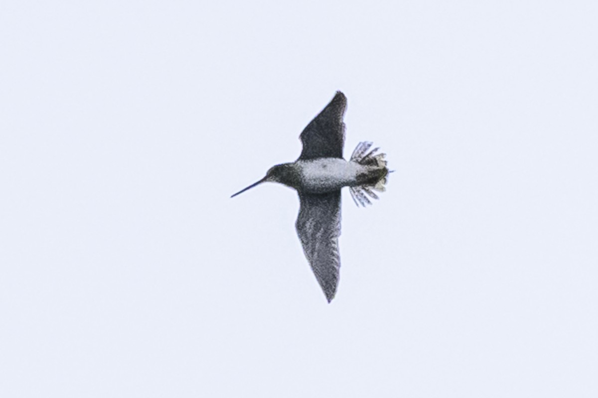 Pantanal Snipe - ML627569246