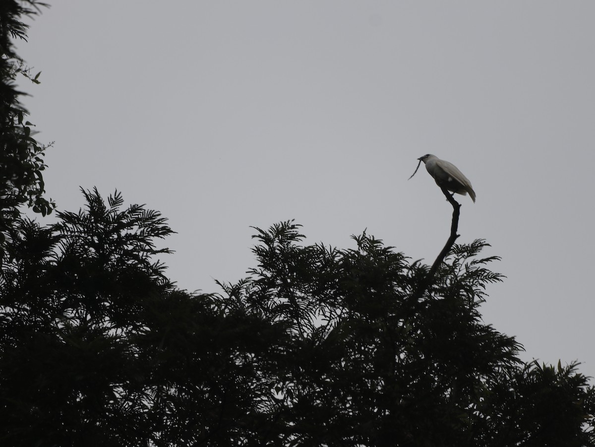 White Bellbird - ML627569247