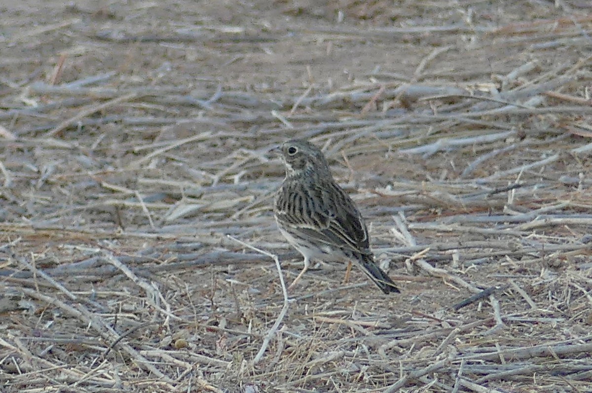 Vesper Sparrow - ML627569256