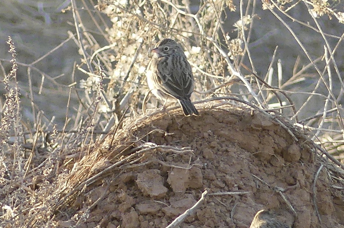 Vesper Sparrow - ML627569257