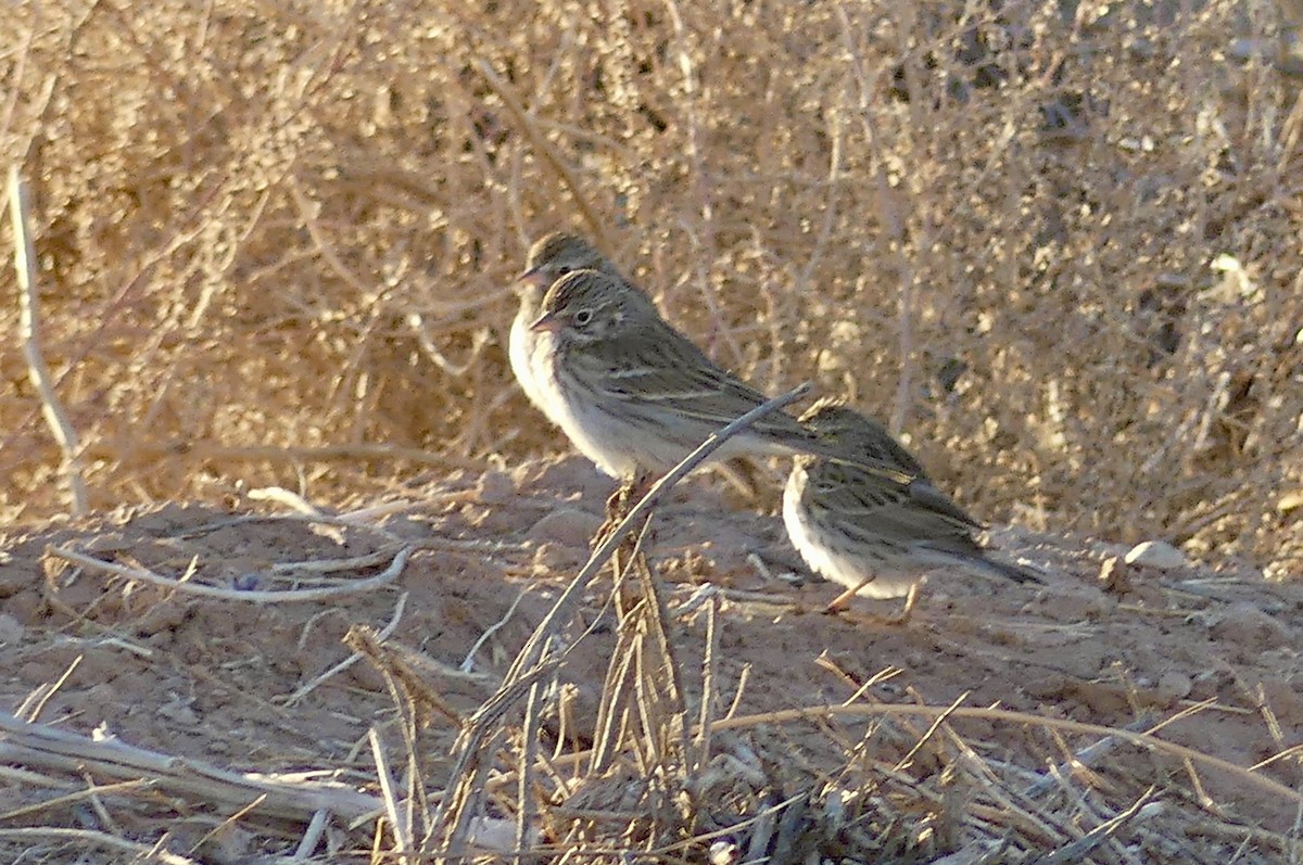 Vesper Sparrow - ML627569258