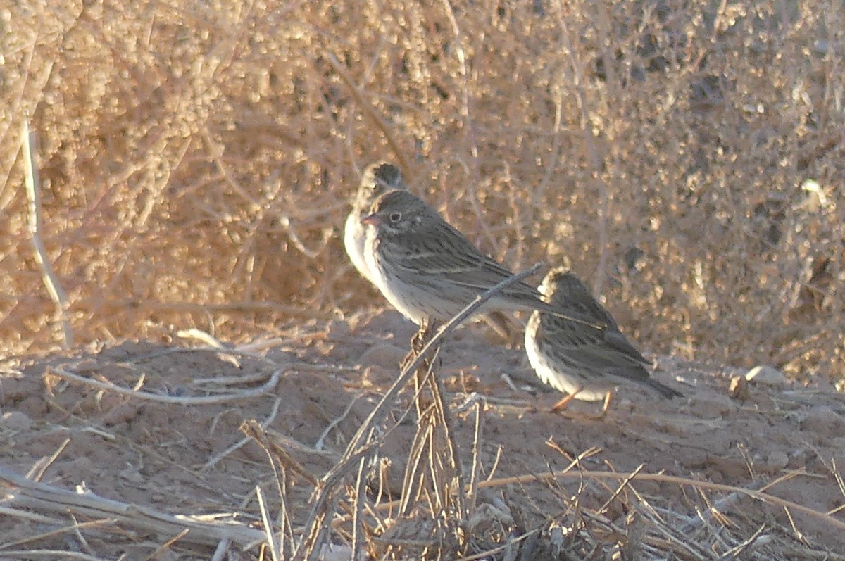 Vesper Sparrow - ML627569259