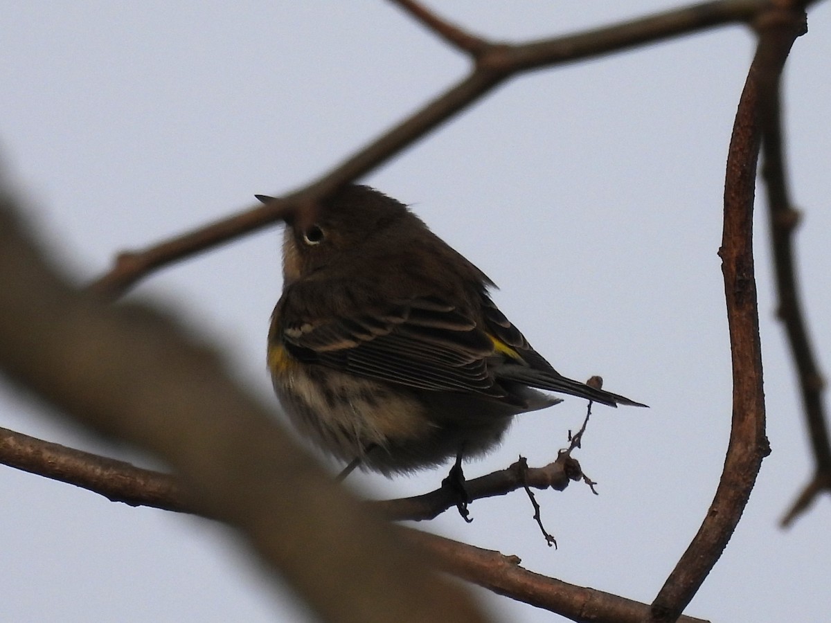 Yellow-rumped Warbler - ML627569261