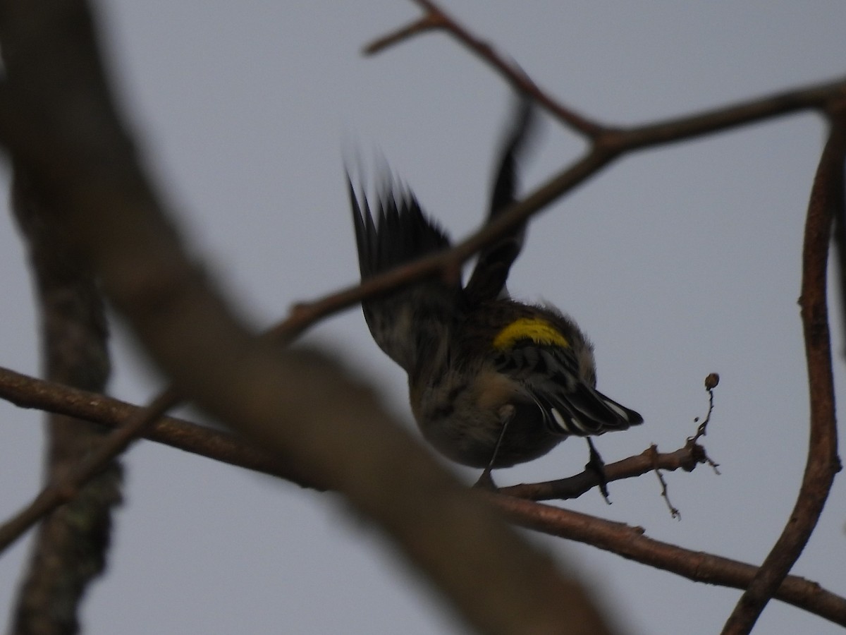 Yellow-rumped Warbler - ML627569262