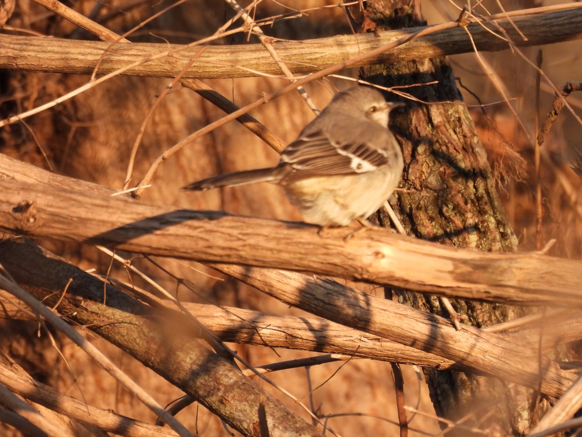 Northern Mockingbird - ML627569296