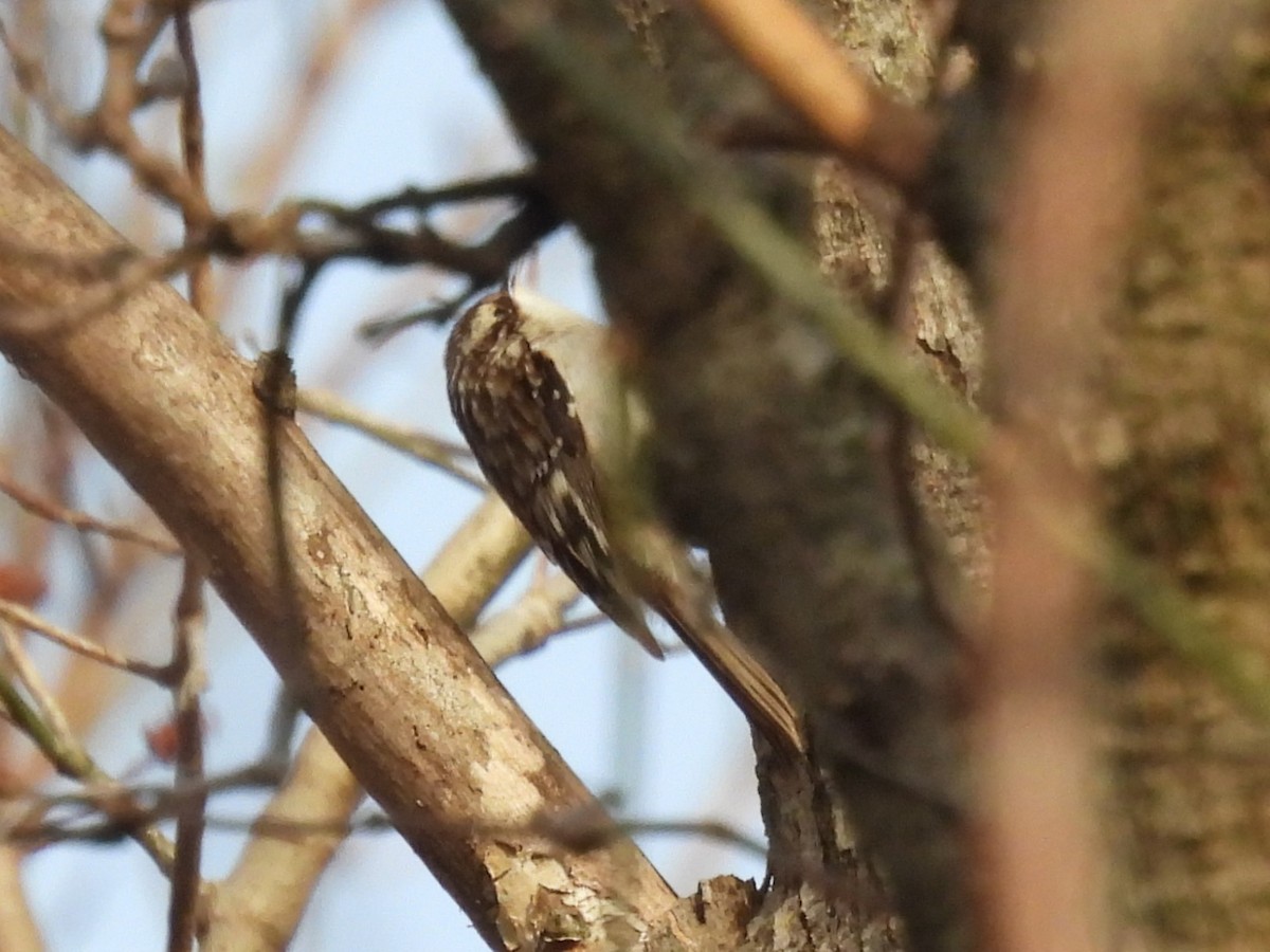 Brown Creeper - ML627569301
