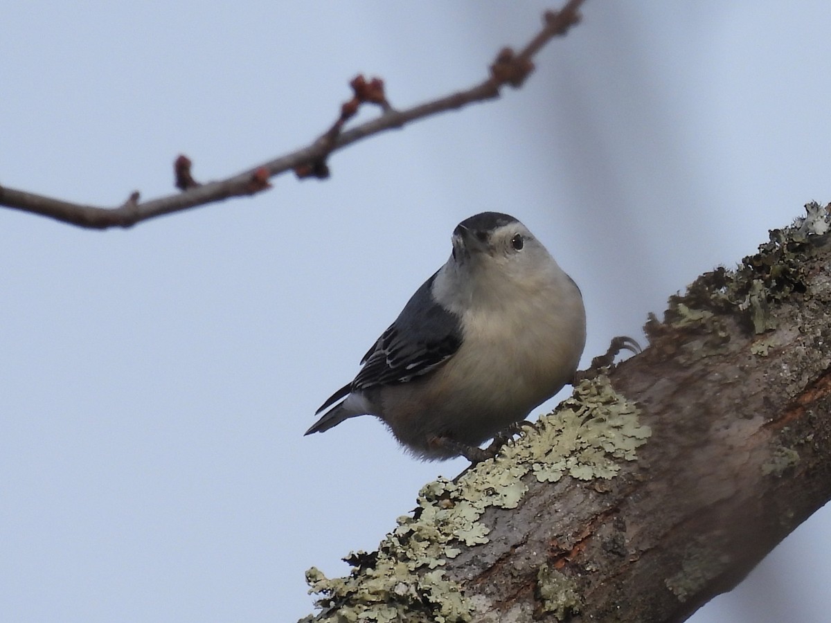 White-breasted Nuthatch - ML627569309