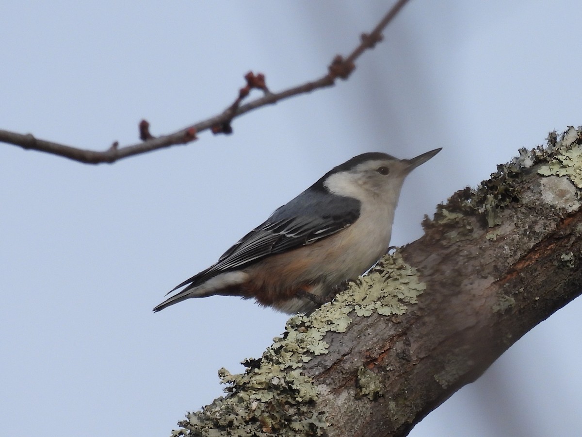 White-breasted Nuthatch - ML627569310
