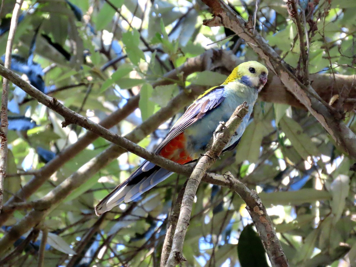 Pale-headed Rosella - ML627569473