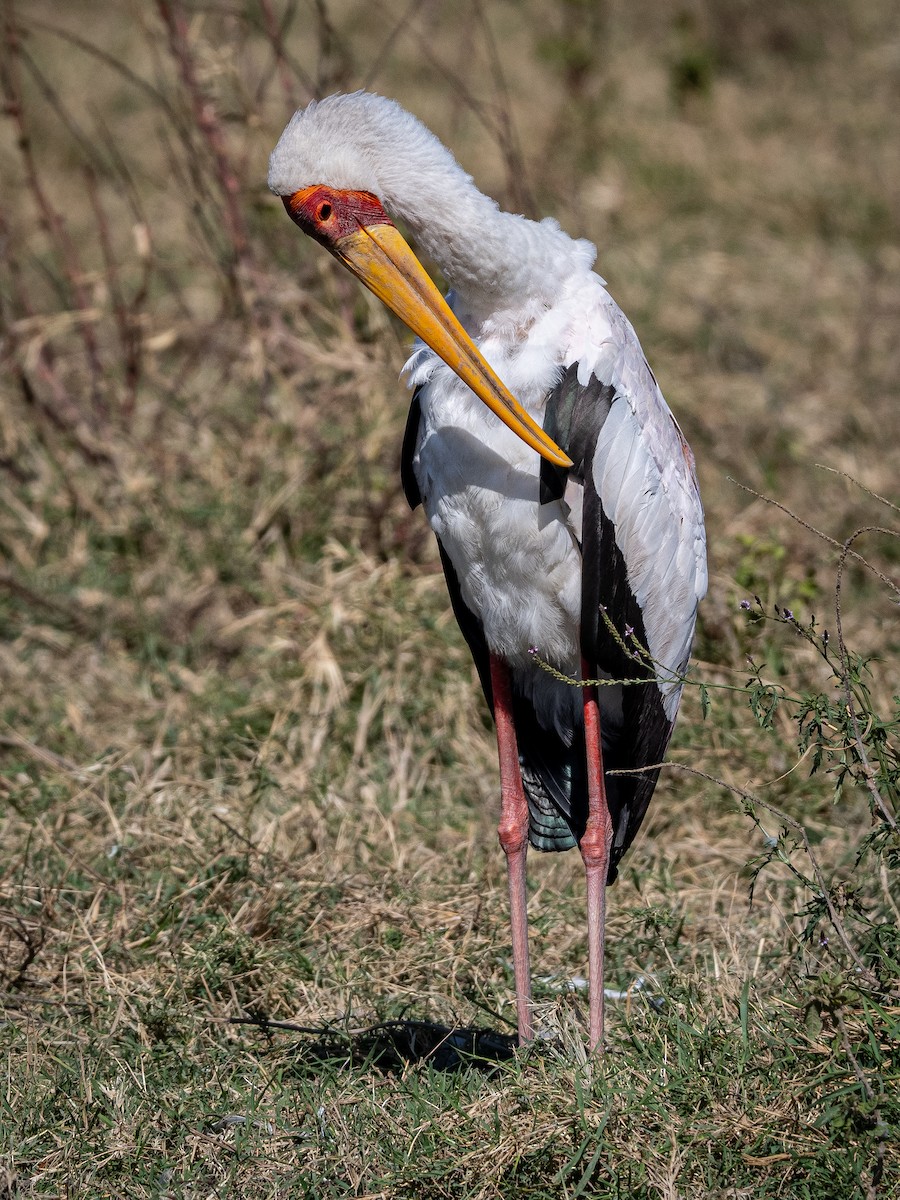 Yellow-billed Stork - ML627569502