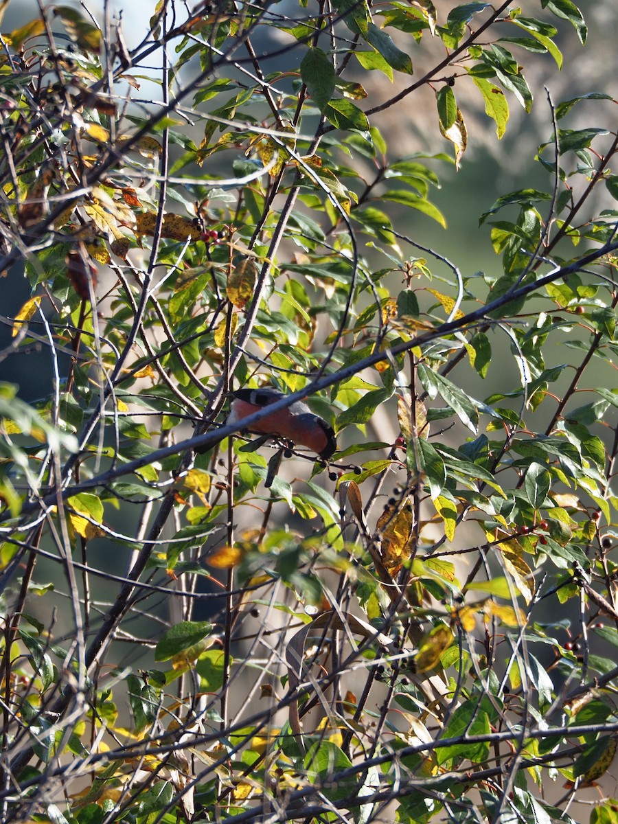 Eurasian Bullfinch - ML627569516