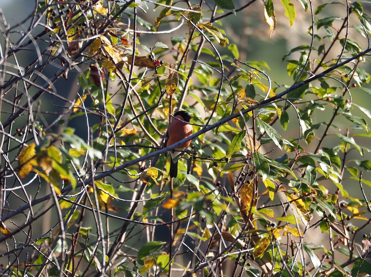 Eurasian Bullfinch - ML627569517