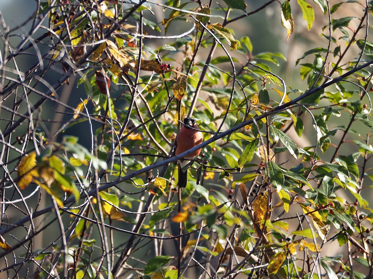 Eurasian Bullfinch - ML627569518