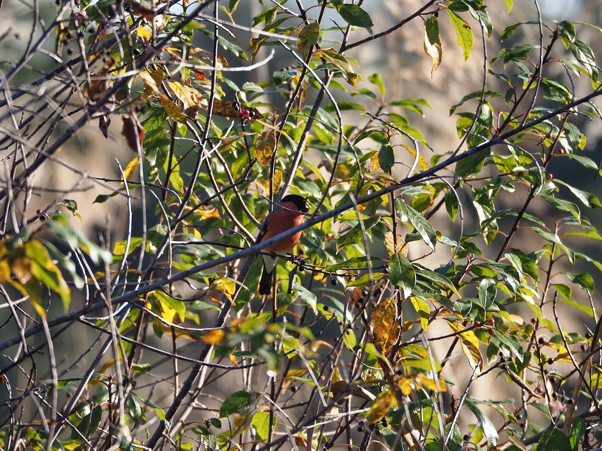 Eurasian Bullfinch - ML627569521