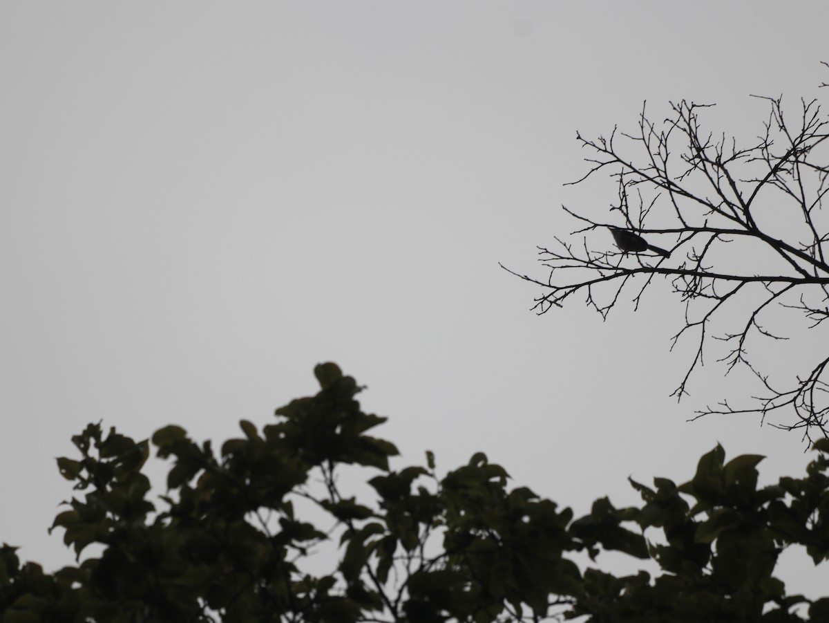 Klages's Gnatcatcher - ML627569584