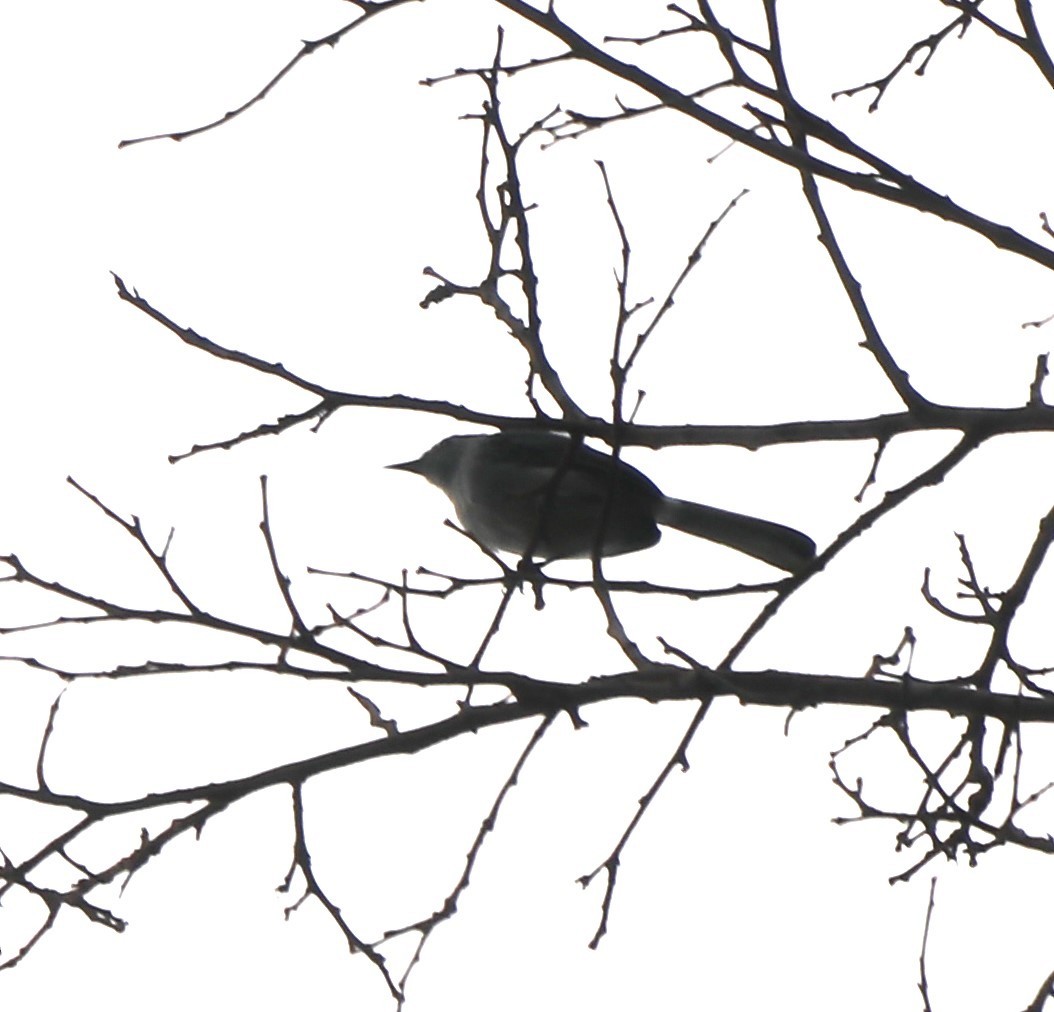 Klages's Gnatcatcher - ML627569588