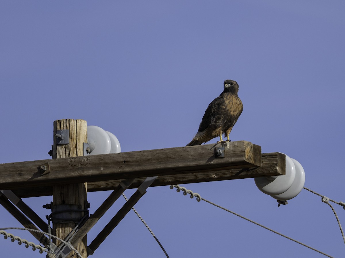 Red-tailed Hawk - ML627569594