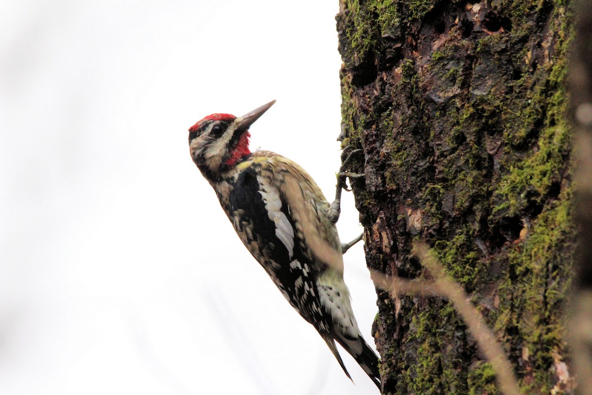 Yellow-bellied Sapsucker - ML627569712
