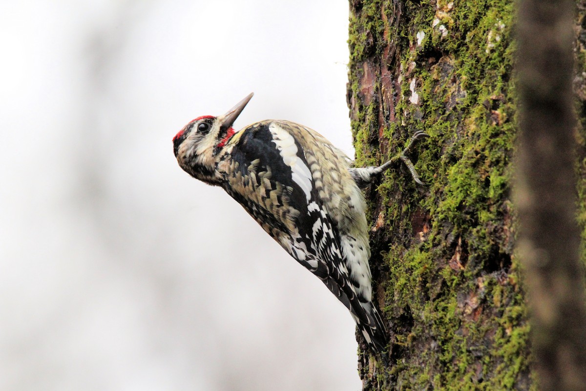 Yellow-bellied Sapsucker - ML627569713