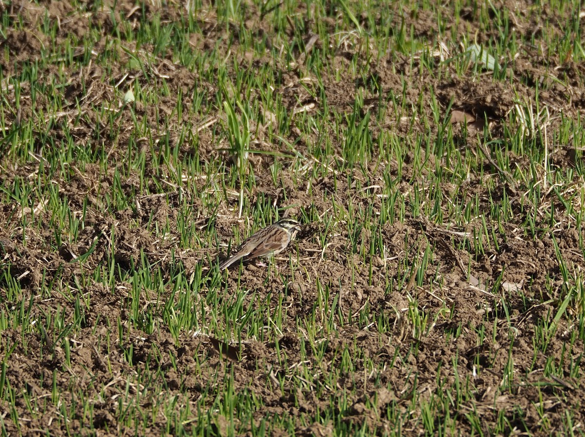 Cirl Bunting - ML627569718