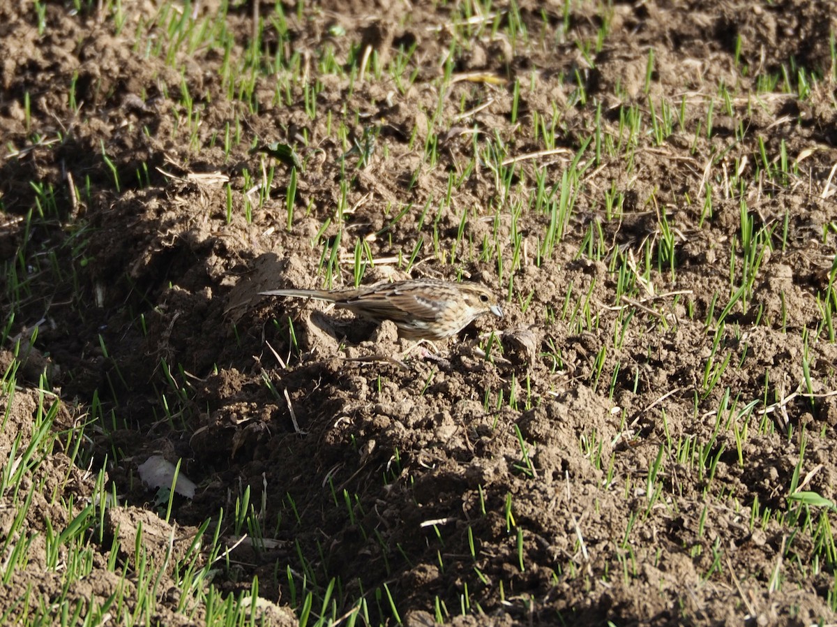 Cirl Bunting - ML627569719