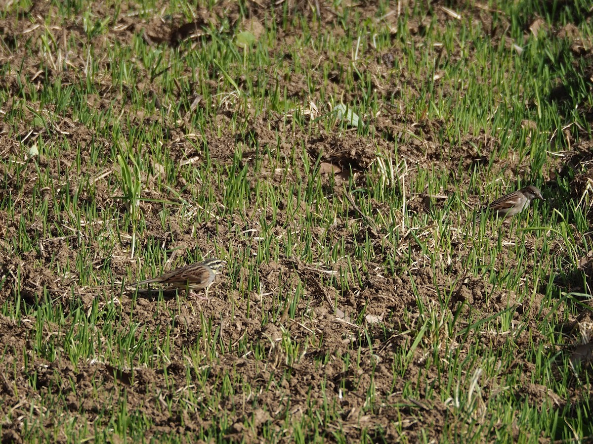 Cirl Bunting - ML627569720