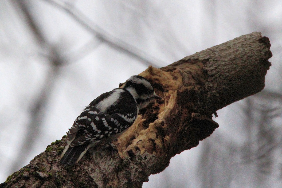 Downy Woodpecker - ML627569735