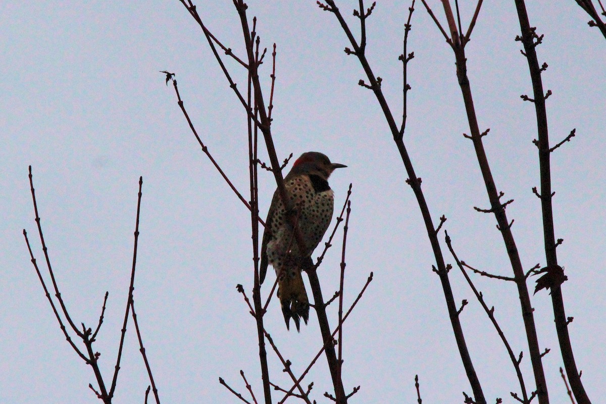 Northern Flicker - ML627569742