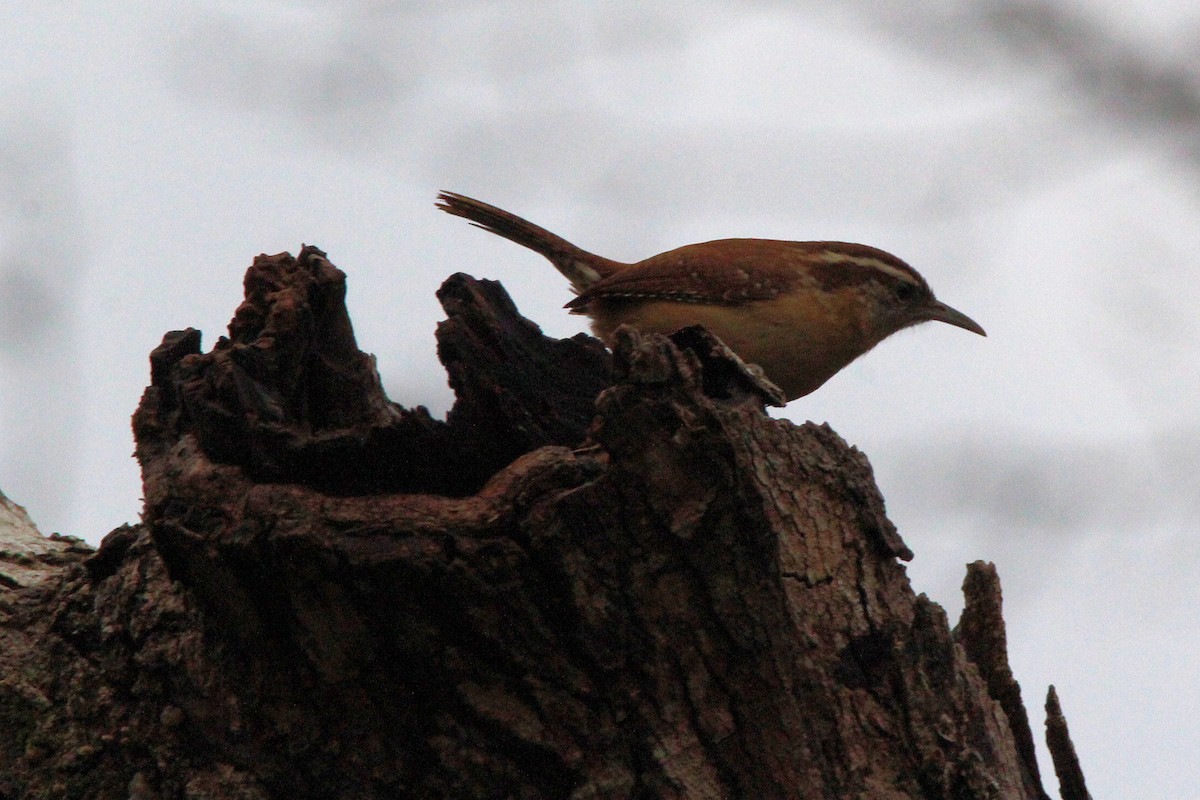 Carolina Wren - ML627569757