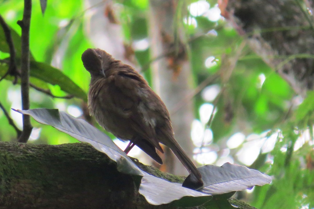 Pale-breasted Thrush - ML627569770