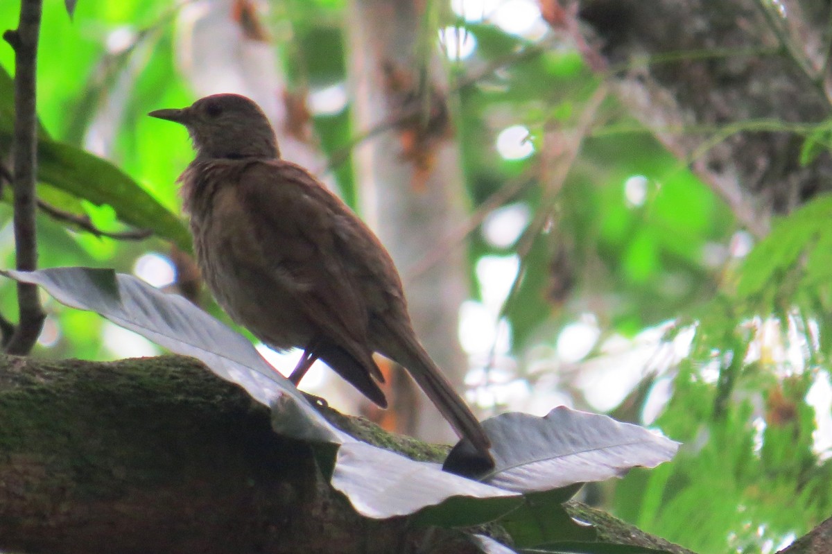 Pale-breasted Thrush - ML627569772