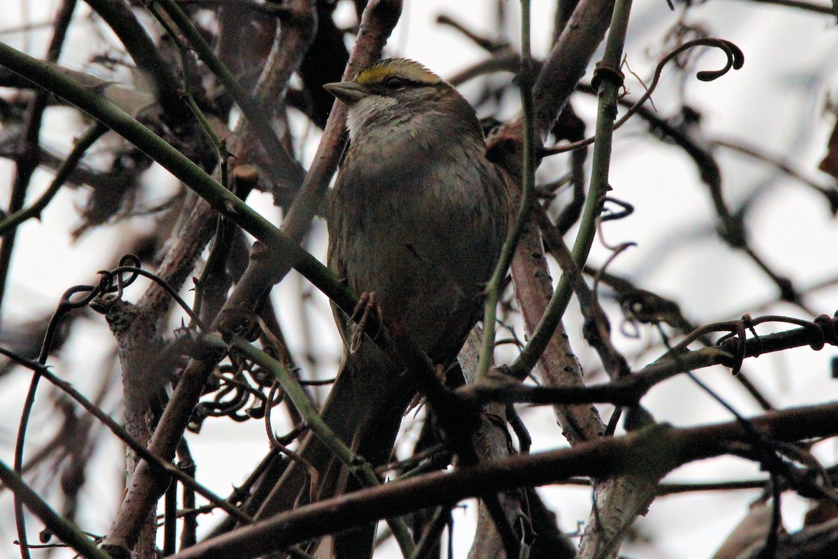 White-throated Sparrow - ML627569780