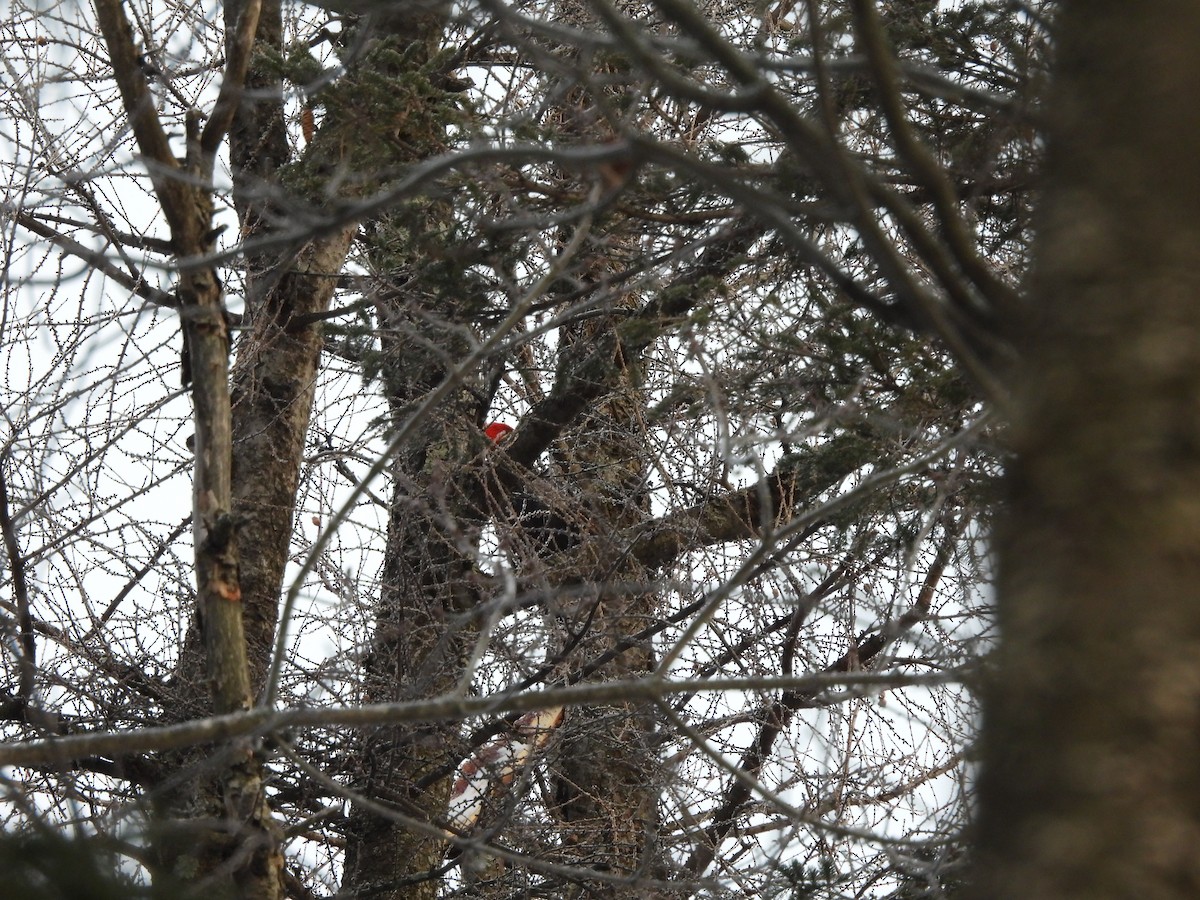 Pileated Woodpecker - ML627569782