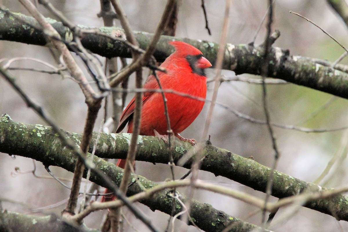 Northern Cardinal - ML627569787