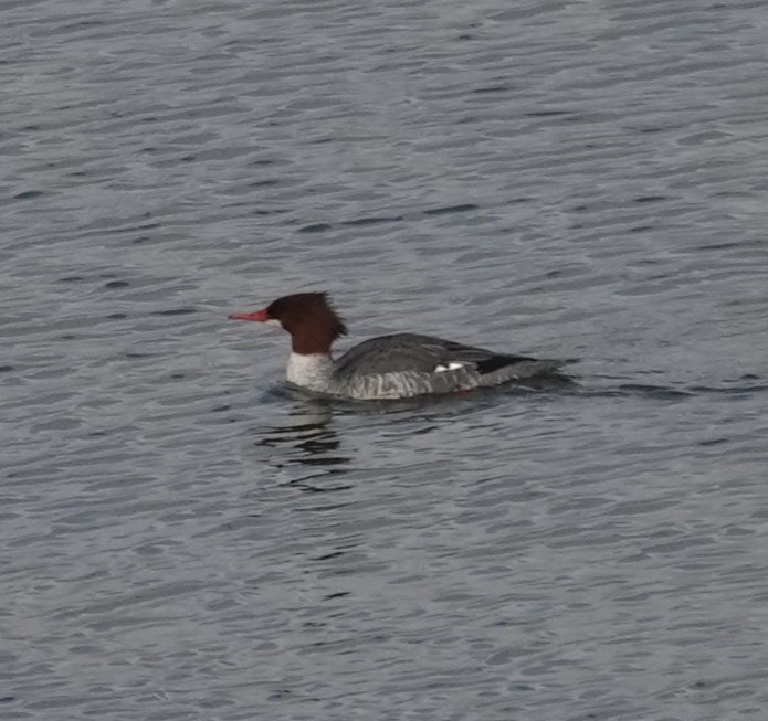 Common Merganser - ML627569851