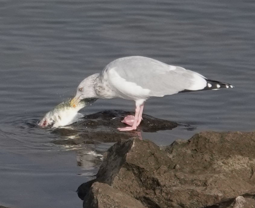 American Herring Gull - ML627569871