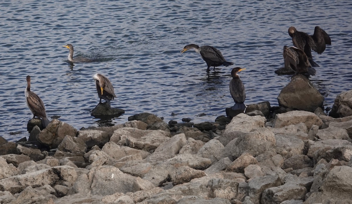 Double-crested Cormorant - ML627569885