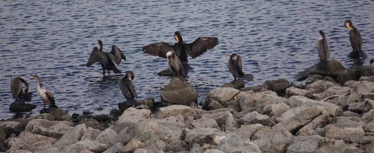 Double-crested Cormorant - ML627569886