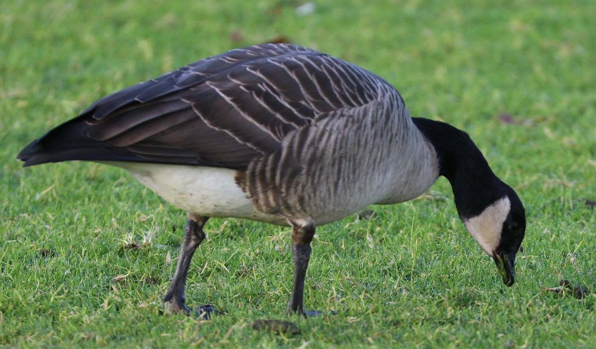 Cackling Goose - ML627569892