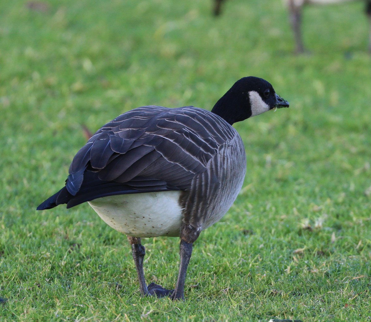 Cackling Goose - ML627569894