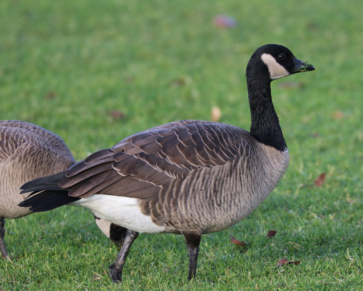 Cackling Goose - ML627569895