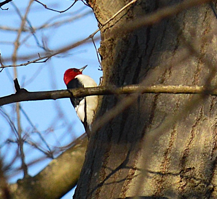 Red-headed Woodpecker - ML627570038