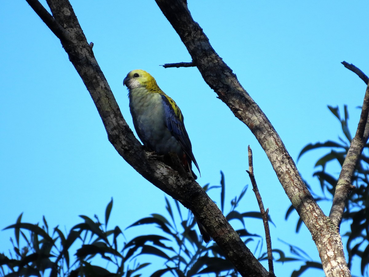 Pale-headed Rosella - ML627570044