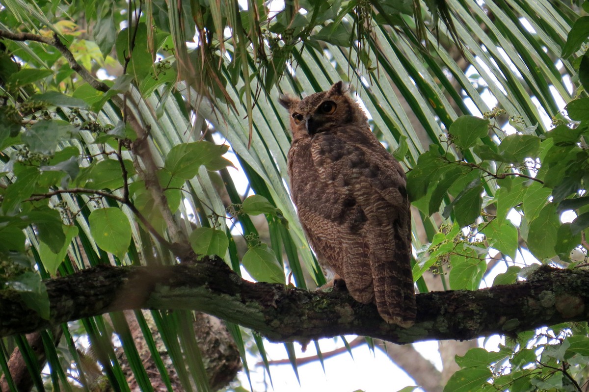 Great Horned Owl - ML627570086