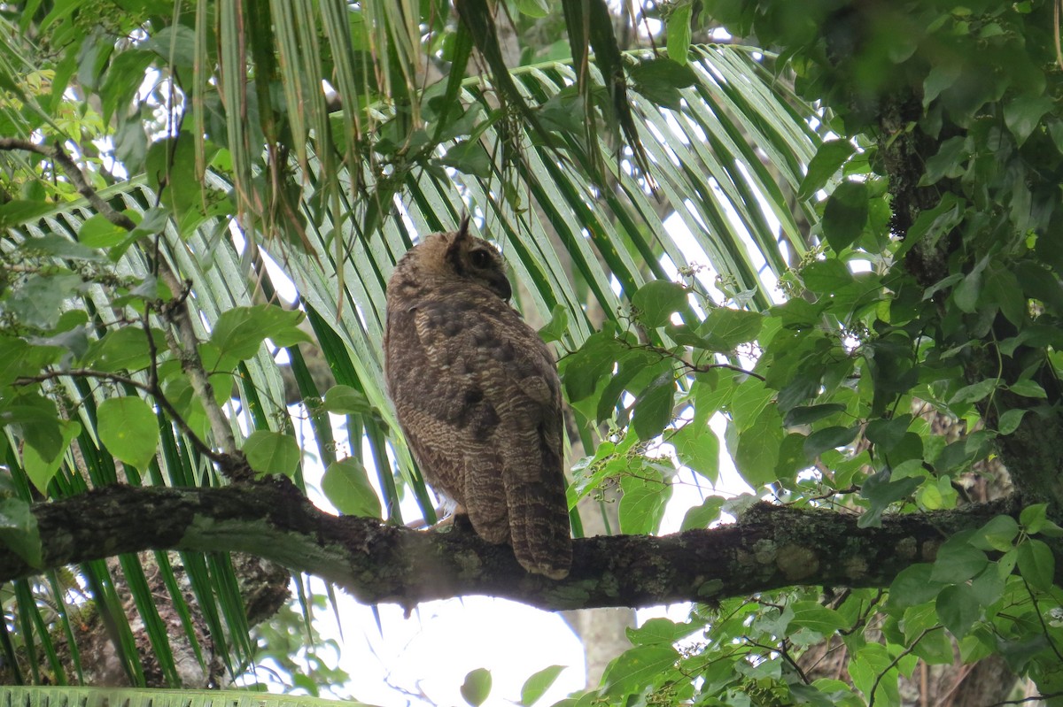 Great Horned Owl - ML627570088