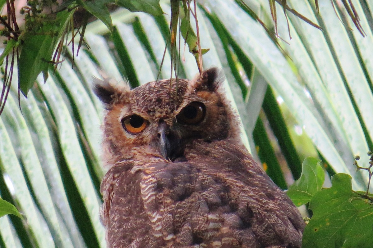 Great Horned Owl - ML627570090