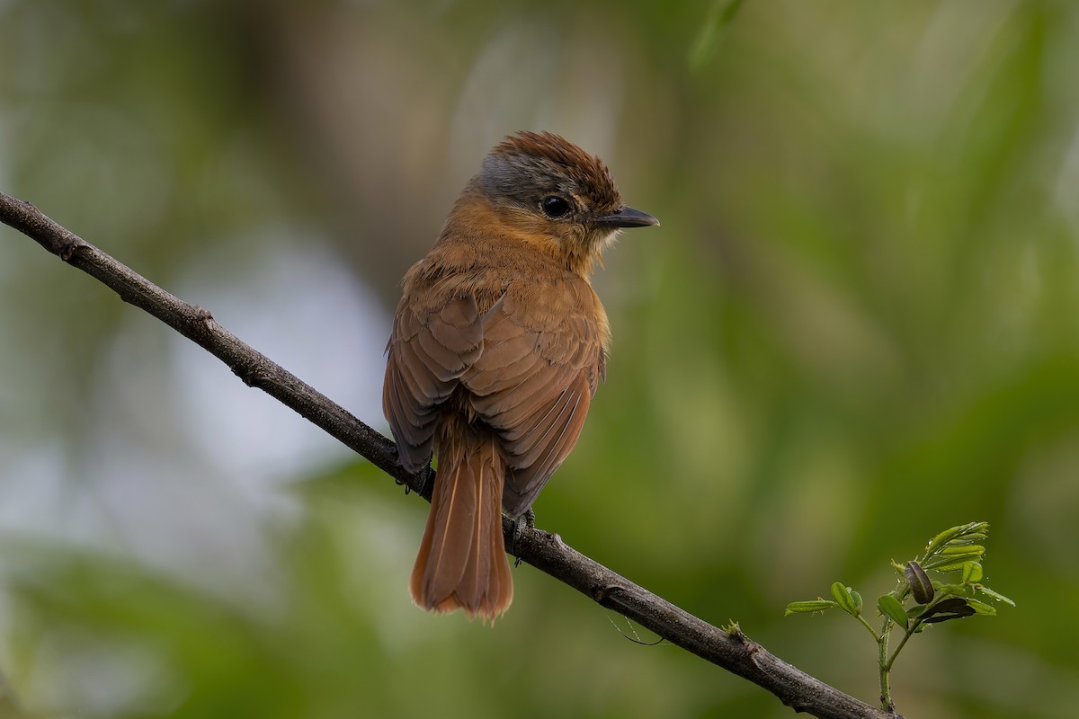 Chestnut-crowned Becard - ML627570107