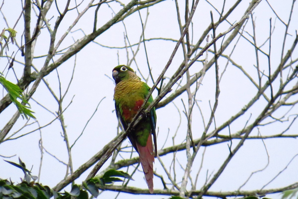 Maroon-bellied Parakeet - ML627570125