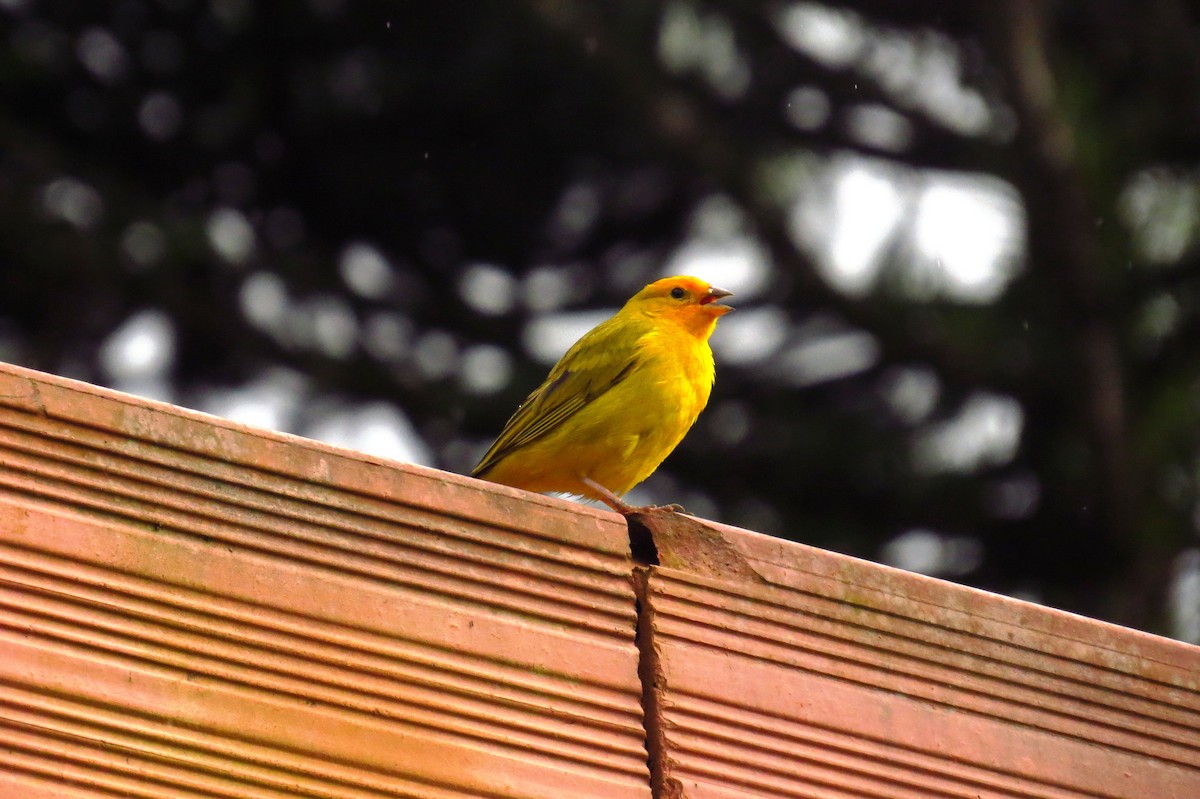 Saffron Finch - ML627570142